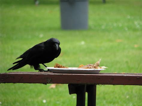 苫小牧 ランチ 安い そして、なぜカラスはパンを盗むのか？